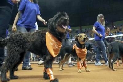 巴西網球公開賽 流浪犬連續3年當球僮