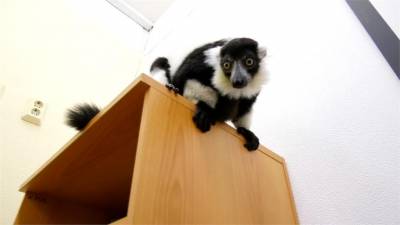 世足賽今晚登場!俄羅斯動物園找「狐猴」預測結果