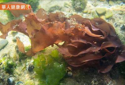 眼科醫師說:護眼一箭雙鵰!2大關鍵營養素,防藍光,還能舒緩眼睛疲勞...