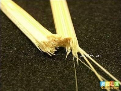 老鼠蟑螂都避之唯恐不及!教你四招辨識致癌「毒筷子」