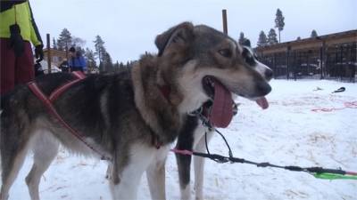 搭哈士奇雪橇遊芬蘭超夯 專家籲善待狗狗