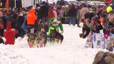 美國雪橇犬大賽開跑!狗狗穿螢光小襪超Q模樣防凍傷