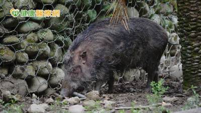 農民遭山豬狠咬渾身傷 醫即刻救援:出遊注意山中環境
