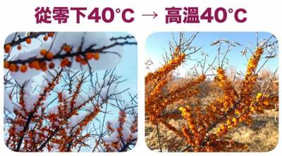 沙棘油怎麼吃?護理師2種吃法推薦!