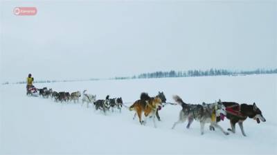 俄羅斯雪橇犬滑雪賽 人狗搭檔拚第一