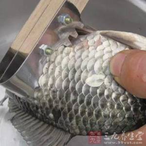 魚鱗扔掉虧大了 你知道嗎?它可是「抗癌神品」啊!千萬別浪費了!
