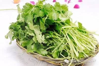 太可惜了!這菜又好又便宜,你卻常常小看它!去魚腥 調脾經...根本萬通神菜阿!